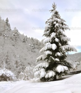 lone pine tree covered with snow, on a gentle slope