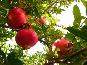 pomegranates