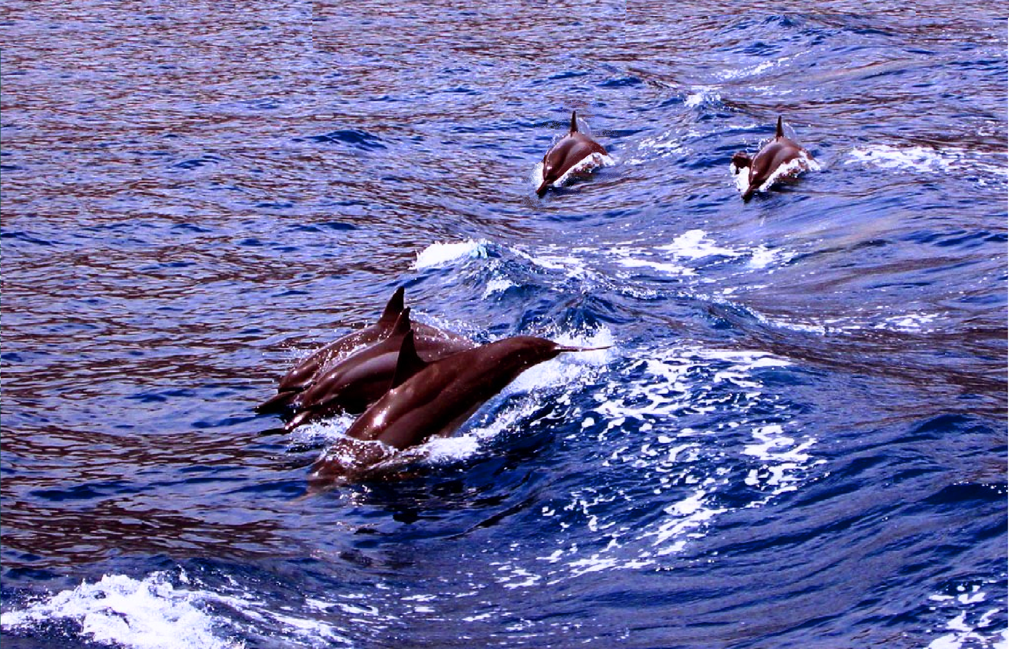 Dolphins_in_Ambracian_Gulf,_Preveza_(2005)